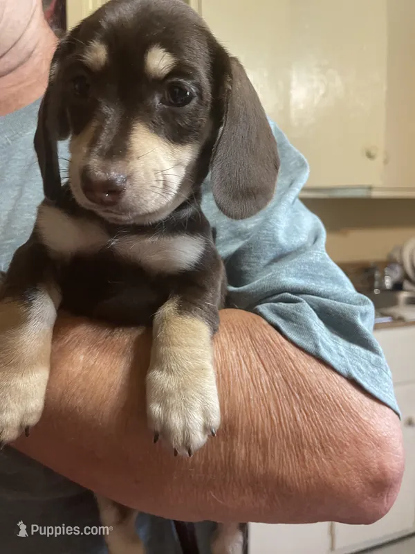 Brownie Va – Miniature Dachshund puppy for sale in Rocky Mount, VA