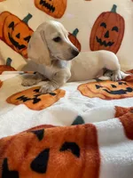 CreamBoy Va, a male Miniature Dachshund for sale in Rocky Mount, VA – 6 of 8