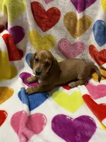 Sugar Va, a female Miniature Dachshund for sale in Rocky Mount, VA – 2 of 5