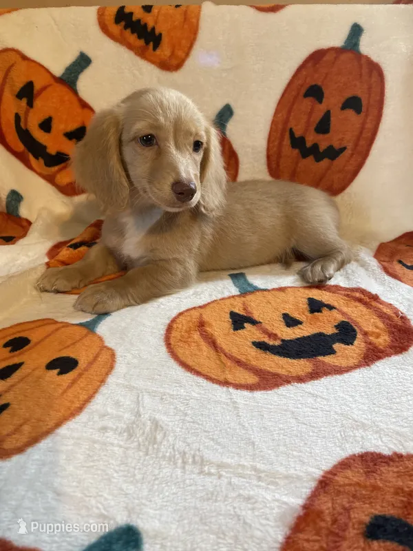 Lilly Va – Miniature Dachshund puppy for sale in Rocky Mount, VA