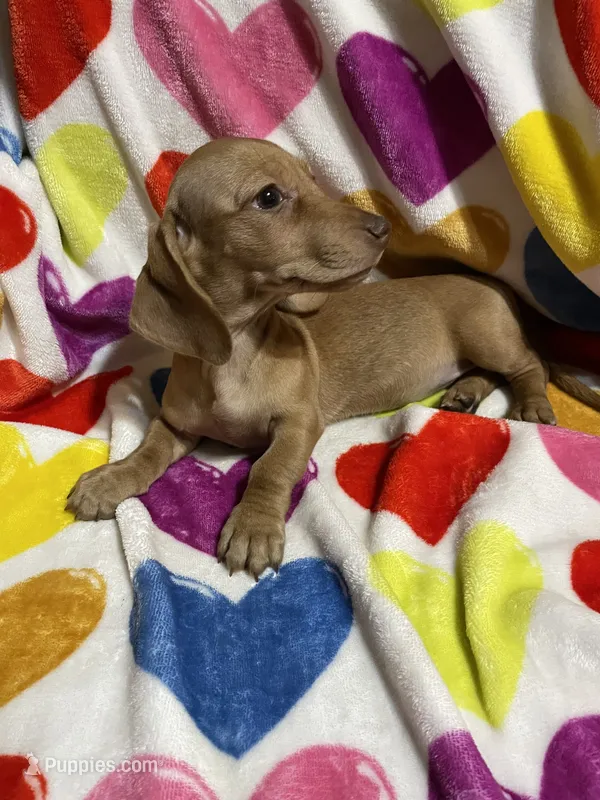 Ladybug Va – Miniature Dachshund puppy for sale in Rocky Mount, VA