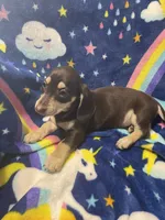 Brownie Va, a female Miniature Dachshund for sale in Rocky Mount, VA – 4 of 8