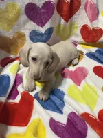 Lucky Va, a male Miniature Dachshund for sale in Rocky Mount, VA – 2 of 7