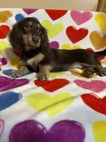 Rosie Va, a female Miniature Dachshund for sale in Rocky Mount, VA – 3 of 7