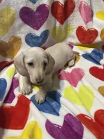 Lucky Va, a male Miniature Dachshund for sale in Rocky Mount, VA – 7 of 7