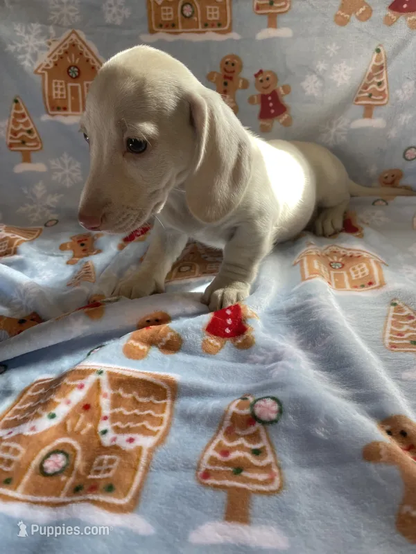Lucky Va – Miniature Dachshund puppy for sale in Rocky Mount, VA