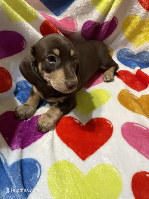 Male Va – Miniature Dachshund puppy for sale in Rocky Mount, VA