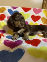 Rosie Va, a female Miniature Dachshund for sale in Rocky Mount, VA – 2 of 7