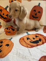 Lilly Va, a female Miniature Dachshund for sale in Rocky Mount, VA – 2 of 7