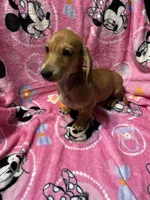 Redgirl Va, a female Miniature Dachshund for sale in Rocky Mount, VA – 3 of 4