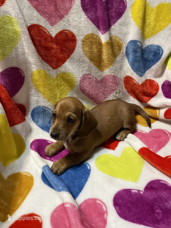 Sugar Va – Miniature Dachshund puppy for sale in Rocky Mount, VA