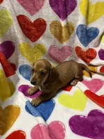 Sugar Va, a female Miniature Dachshund for sale in Rocky Mount, VA – 1 of 5