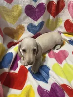 Lucky Va, a male Miniature Dachshund for sale in Rocky Mount, VA – 5 of 7