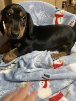 King Va, a male Miniature Dachshund for sale in Rocky Mount, VA – 7 of 7
