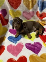 Rosie Va, a female Miniature Dachshund for sale in Rocky Mount, VA – 1 of 4
