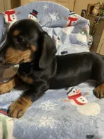 King Va, a male Miniature Dachshund for sale in Rocky Mount, VA – 2 of 7