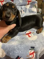 King Va, a male Miniature Dachshund for sale in Rocky Mount, VA – 4 of 7