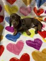 Rosie Va, a female Miniature Dachshund for sale in Rocky Mount, VA – 3 of 4