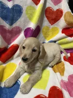 Golden Va, a male Miniature Dachshund for sale in Rocky Mount, VA – 5 of 6