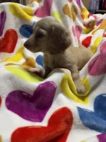 Sweetboy Va, a female Miniature Dachshund for sale in Rocky Mount, VA – 6 of 7