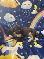 Brownie Va, a female Miniature Dachshund for sale in Rocky Mount, VA – 6 of 8