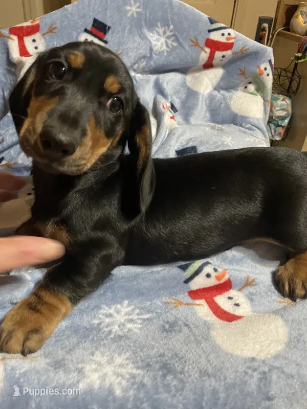 King Va – Miniature Dachshund puppy for sale in Rocky Mount, VA