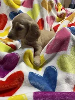 Sweetboy Va, a female Miniature Dachshund for sale in Rocky Mount, VA – 4 of 7