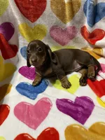 Rosie Va, a female Miniature Dachshund for sale in Rocky Mount, VA – 4 of 4