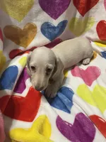 Lucky Va, a male Miniature Dachshund for sale in Rocky Mount, VA – 6 of 7