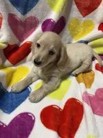 Golden Va, a male Miniature Dachshund for sale in Rocky Mount, VA – 6 of 6
