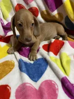 Ladybug Va, a female Miniature Dachshund for sale in Rocky Mount, VA – 3 of 4