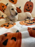 CreamBoy Va, a male Miniature Dachshund for sale in Rocky Mount, VA – 2 of 8