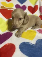 Butterscotch Va, a female Miniature Dachshund for sale in Rocky Mount, VA – 2 of 4