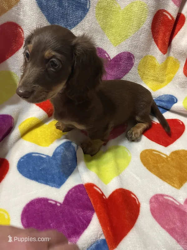 Babyboy Va – Miniature Dachshund puppy for sale in Rocky Mount, VA