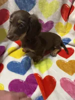 Babyboy Va, a male Miniature Dachshund for sale in Rocky Mount, VA – 1 of 5
