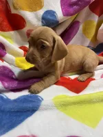 Sweetie Va, a female Miniature Dachshund for sale in Rocky Mount, VA – Photo 6 of 6