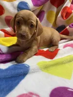 Sweetie Va, a female Miniature Dachshund for sale in Rocky Mount, VA – Photo 5 of 6