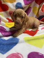 Sweetie Va, a female Miniature Dachshund for sale in Rocky Mount, VA – Photo 3 of 6