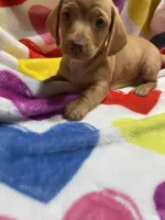 Sweetie Va, a female Miniature Dachshund for sale in Rocky Mount, VA – Photo 2 of 6