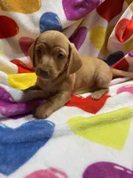 Sweetie Va, a female Miniature Dachshund for sale in Rocky Mount, VA – Photo 4 of 6