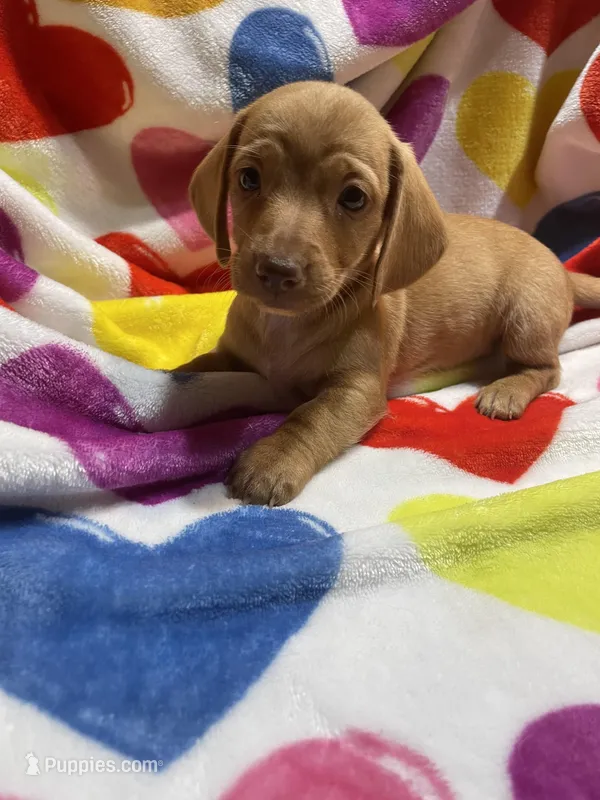 Sweetie Va – Miniature Dachshund puppy for sale in Rocky Mount, VA