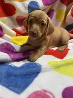 Sweetie Va, a female Miniature Dachshund for sale in Rocky Mount, VA – Photo 1 of 6