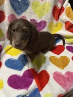 Babyboy Va, a male Miniature Dachshund for sale in Rocky Mount, VA – 5 of 5