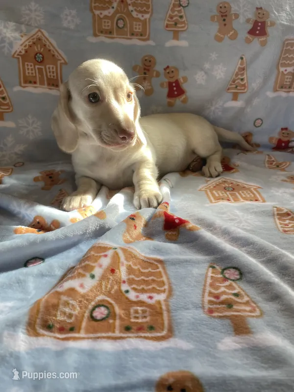Lucky Va – Miniature Dachshund puppy for sale in Rocky Mount, VA