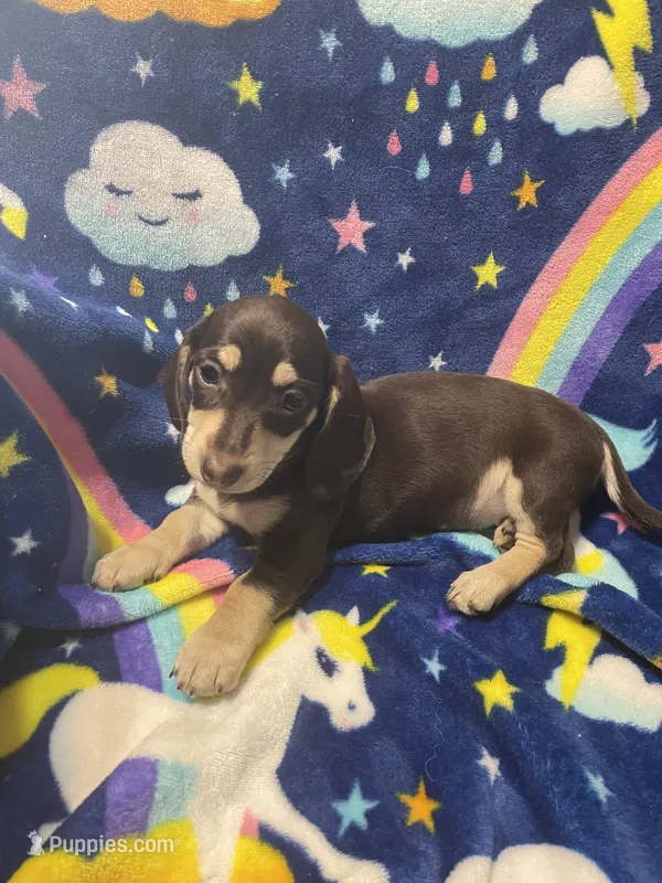Brownie Va – Miniature Dachshund puppy for sale in Rocky Mount, VA