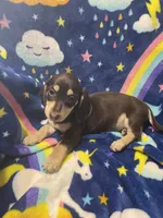 Brownie Va, a female Miniature Dachshund for sale in Rocky Mount, VA – 3 of 8