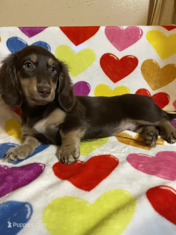 Rosie Va – Miniature Dachshund puppy for sale in Rocky Mount, VA