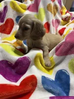 Sweetboy Va, a female Miniature Dachshund for sale in Rocky Mount, VA – 2 of 7