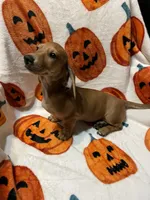 Red girl Va, a female Miniature Dachshund for sale in Rocky Mount, VA – 3 of 3
