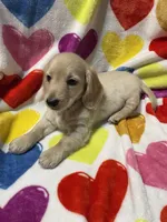 Golden Va, a male Miniature Dachshund for sale in Rocky Mount, VA – 2 of 6